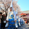 桜＆浅草寺白鷺の舞
