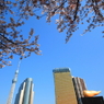 桜と隅田川スカイツリー