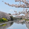 さくら２０１２ 静岡県