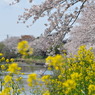 さくら２０１２ 006