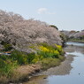 さくら２０１２ 003