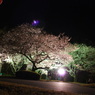 浜松城公園とフラワーパークnight 039