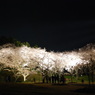 浜松城公園とフラワーパークnight 053