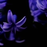 Amethyst purple