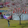 花祭りの朝