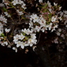 農大の夜桜