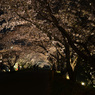 農大の夜桜（２）