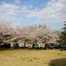 空と大地と桜