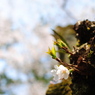 華やかに