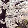 春の庭 -友禅-
