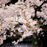薄桜 -usuzakura-