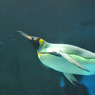 ペンギン　海遊館