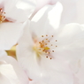 桜～透明感