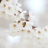 桜～蜜蜂
