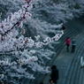 桜路