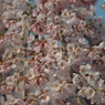 氷室神社の枝垂れ桜