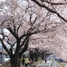 のどかな春の一日