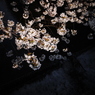祇園の桜