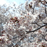 桜の季節