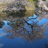 水の中の桜