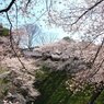 九段下桜