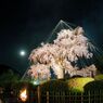 京都観光３　円山公園夜桜見物