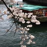 船上観桜
