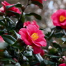 われは春の花なり