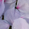 散花