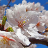 どっしりと桜