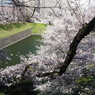 桜　- お濠に向かって -
