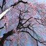 慈雲寺の桜＿２
