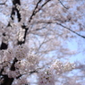 甚六桜＿２