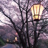 散る桜。