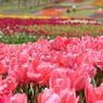 photo_1745989