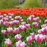 photo_1745998