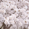 lovefavorite_429