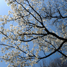 桜？