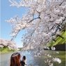 千鳥が淵　桜激写