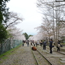 桜のある風景
