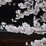 京の春