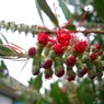 ブラシの木蕾
