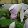 白花紫蘭