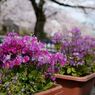桜に負けじ