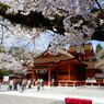 桜本舗