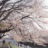 大きな桜並木の下で