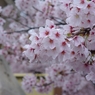 満開散り際の桜