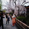 舞妓はん