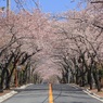 桜並木