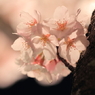 今夜もふわり色